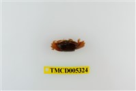 藏品(弧邊管招潮蟹)的圖片